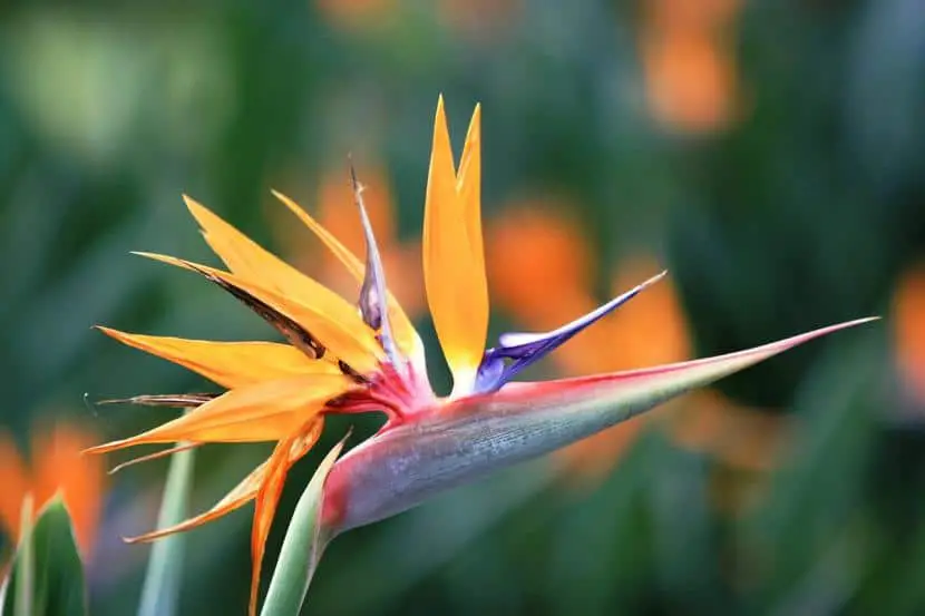 How to care for a Bird of Paradise