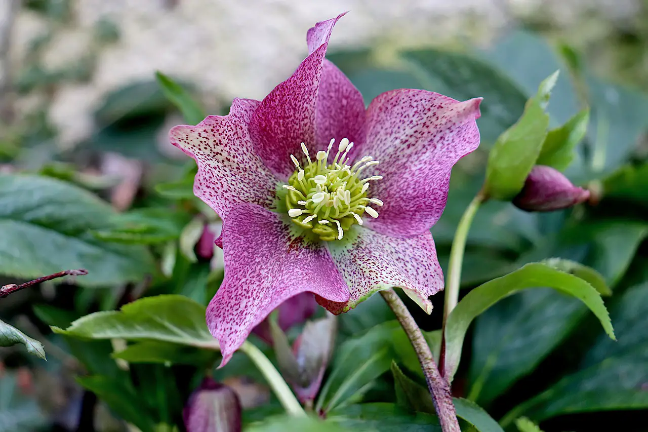 How to care for a Helleborus or Christmas rose: What it is and how to care for it