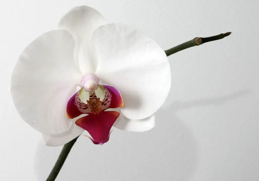 How to care for a Phalaenopsis orchid