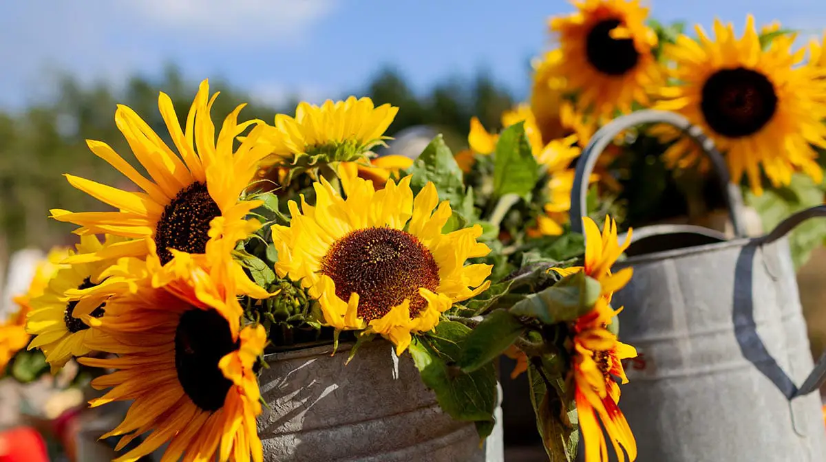How to care for a potted sunflower: the best tips and tricks