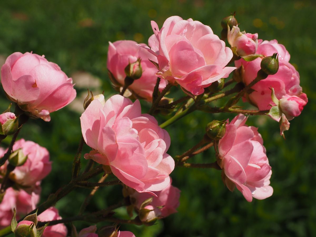 How to care for a rose garden: the keys to enjoy it