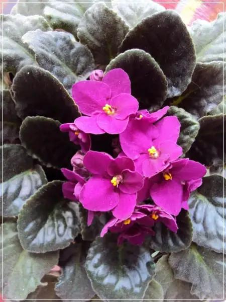 How to care for an African violet