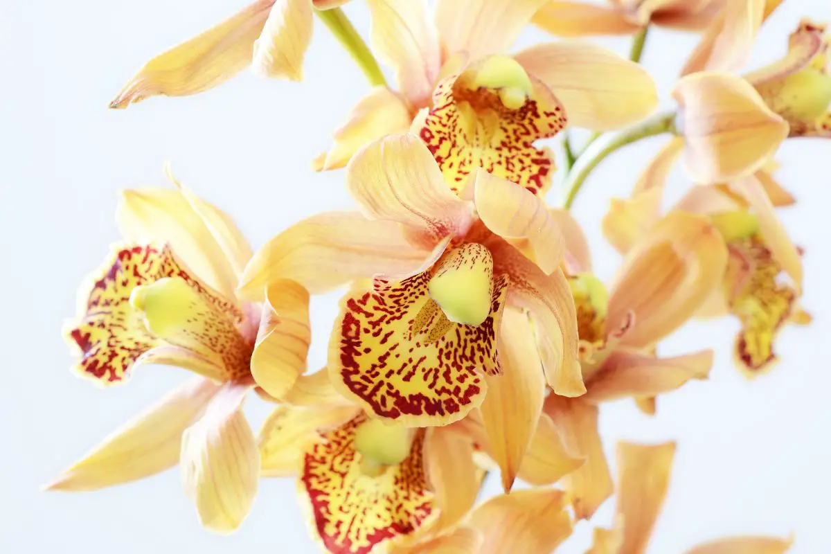 How to care for an orchid: the perfect guide to keep them for years