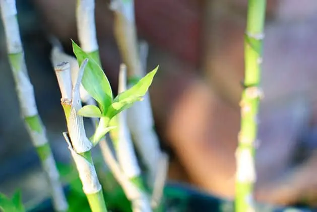 How to care for bamboo plants?