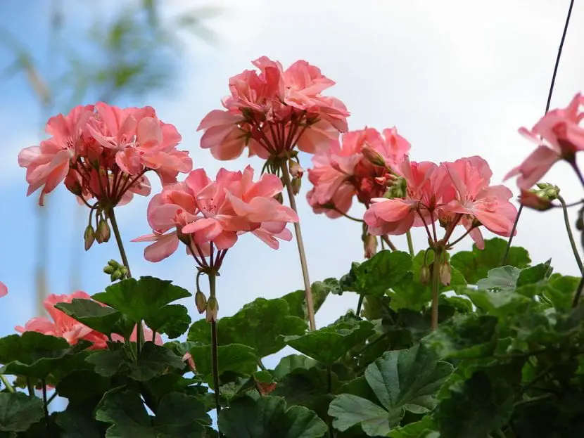 How to care for geraniums in winter?