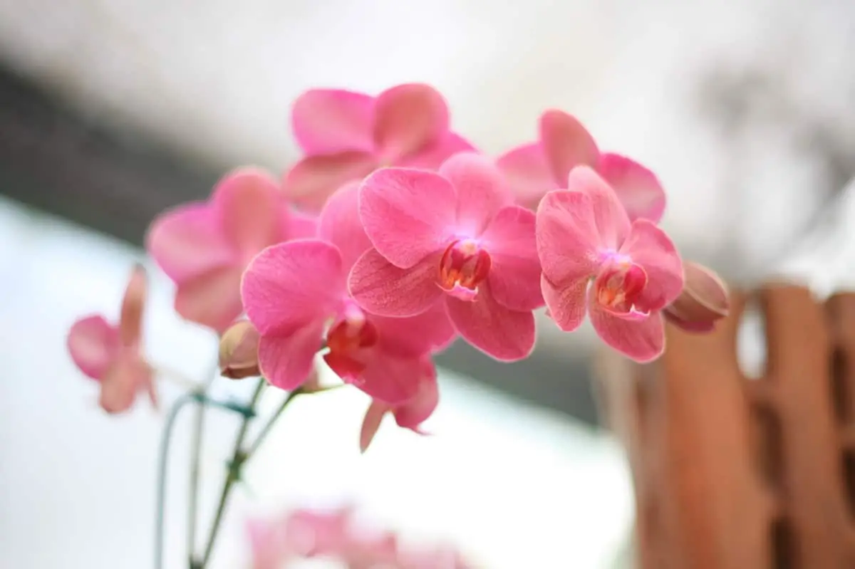 How to care for indoor orchids