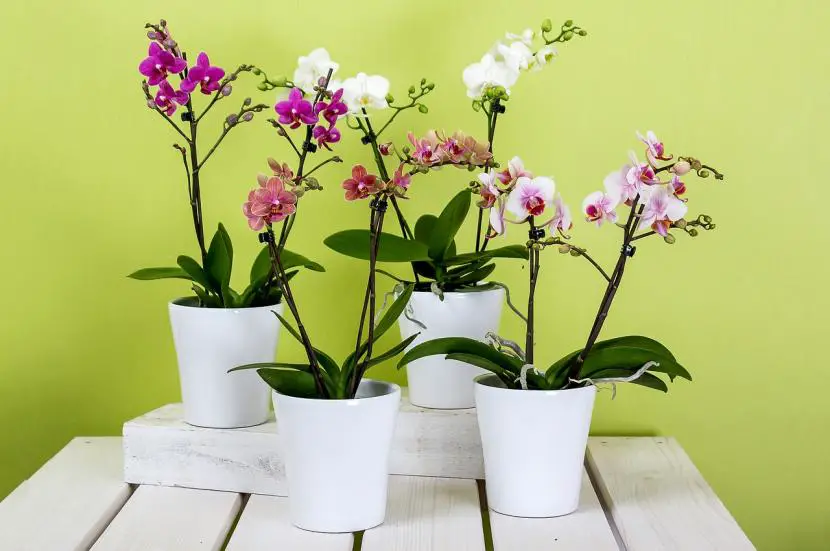 How to care for orchids in summer
