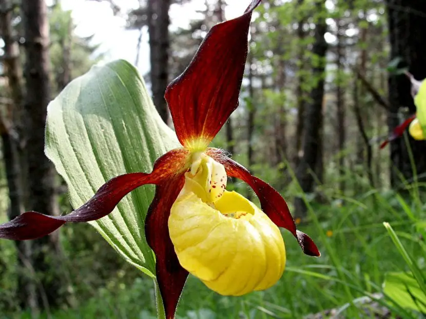 How to care for the Cypripedium calceolus orchid?