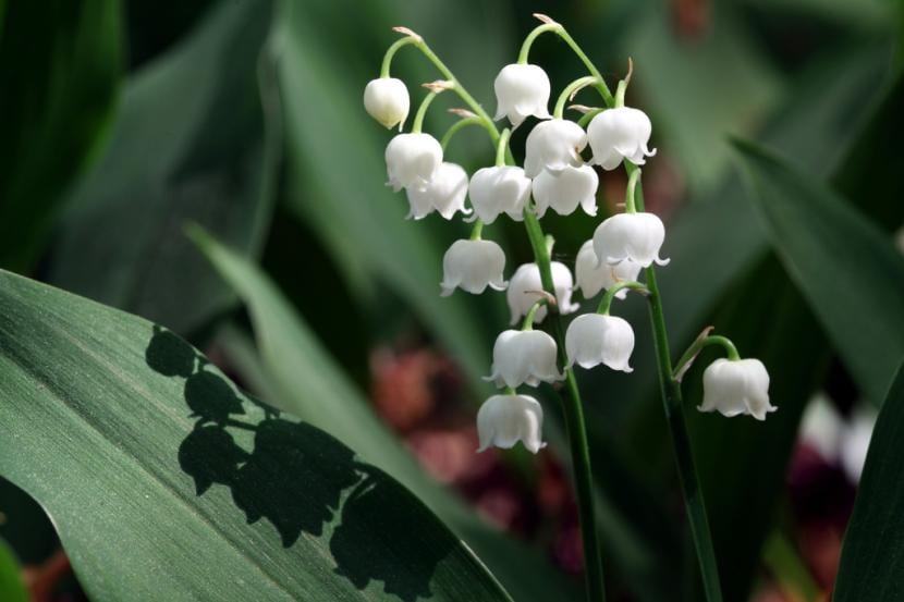 How to care for the lily of the valley