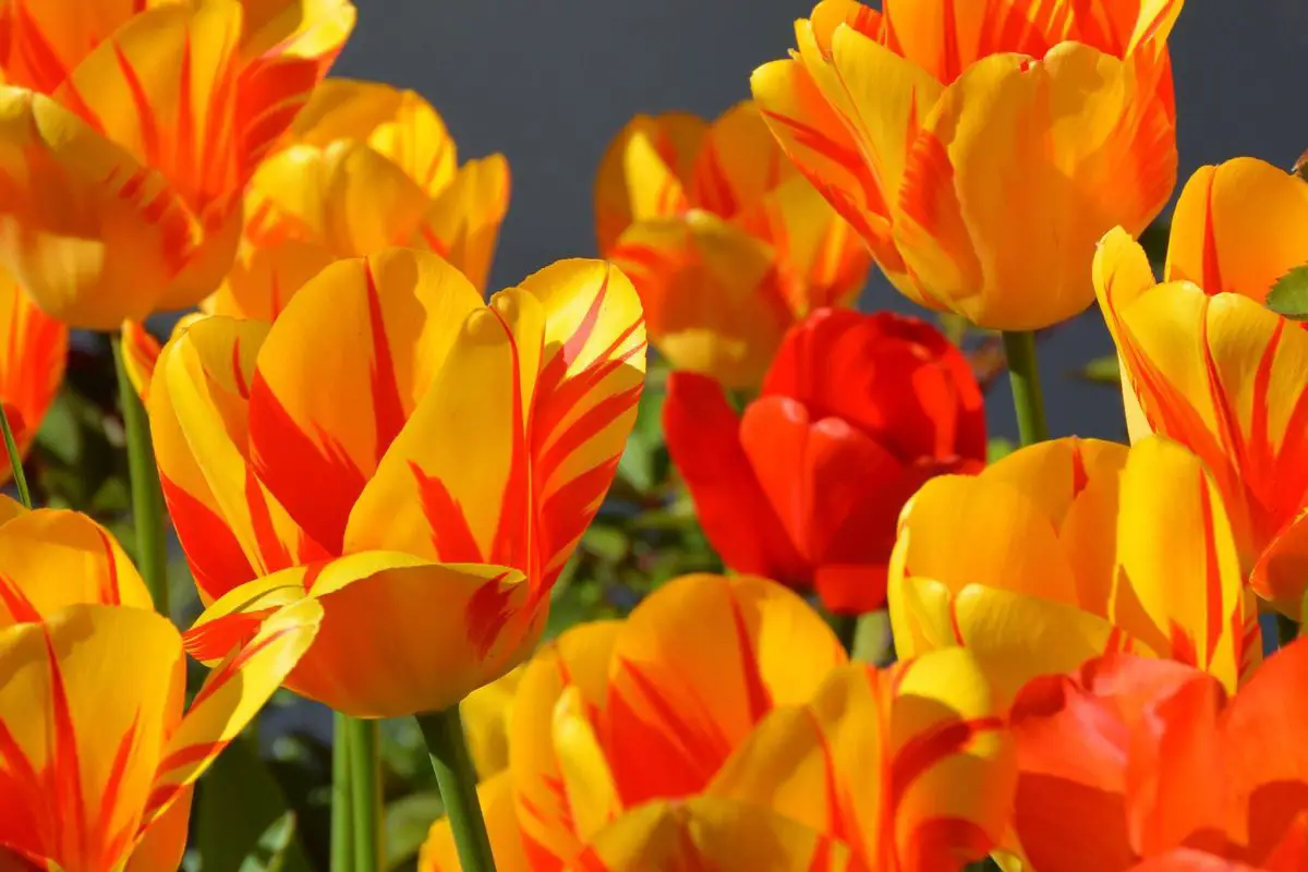 How to care for tulips