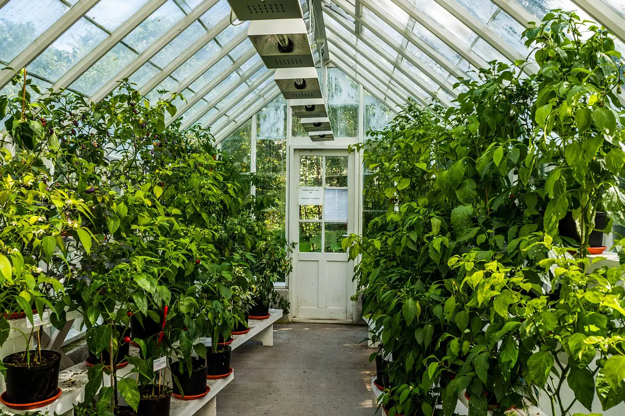 How to choose a greenhouse?