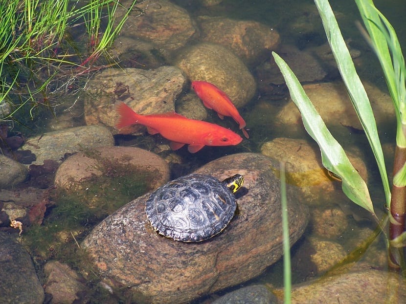 How to choose the best pond for turtles?