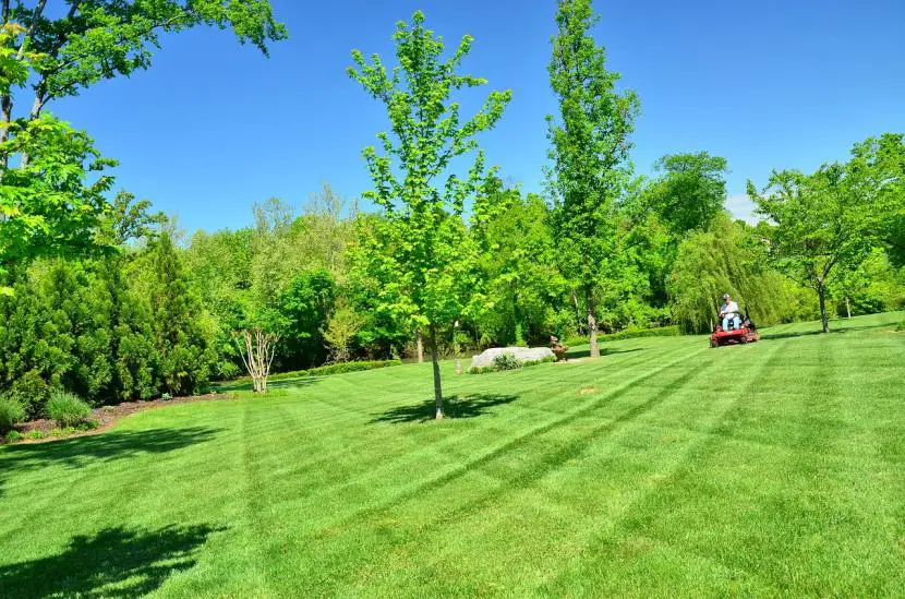 How to cut the lawn without a machine