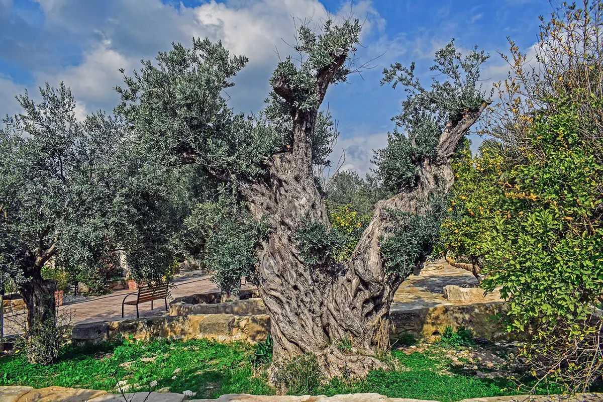 How to decorate an olive tree in a garden: Ideas and tips