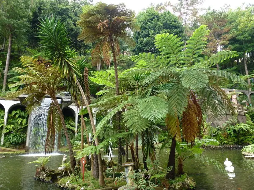 How to design a tropical garden?
