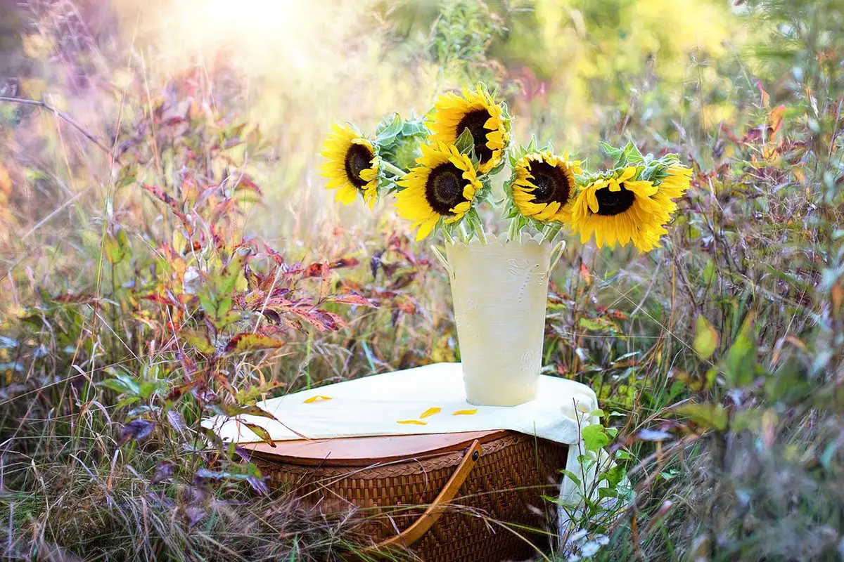 How to dry a sunflower: Step by step and how long it takes