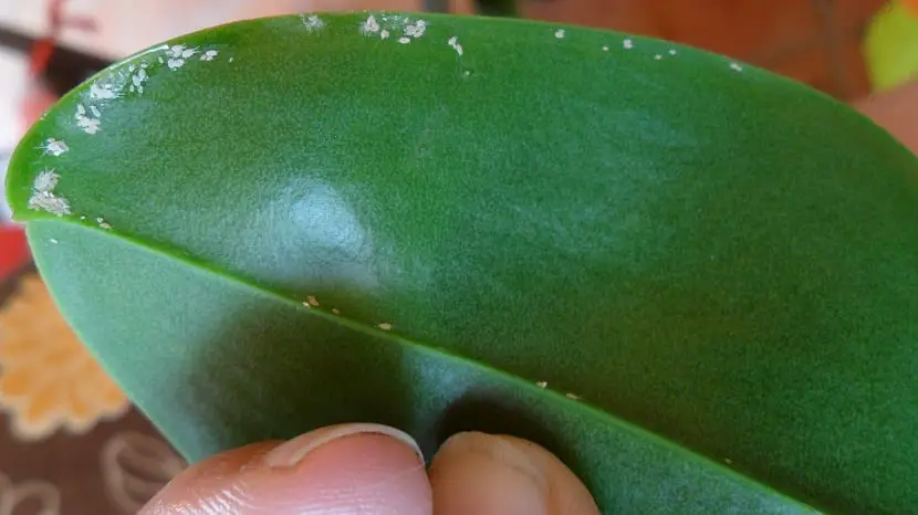 How to eliminate mealybugs on orchids? How to eliminate mealybugs on orchids?