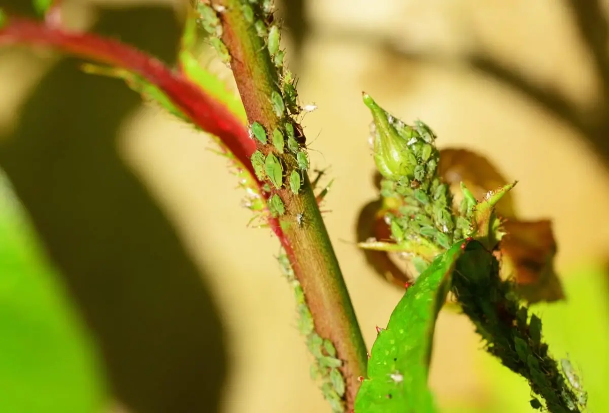 How to eliminate the green aphid from rose bushes