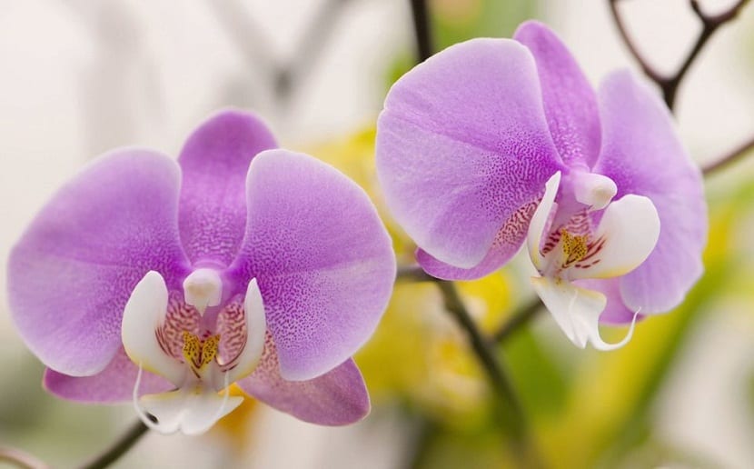 How to grow and care for a Phalaenopsis orchid