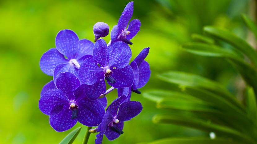 How to grow blue orchids