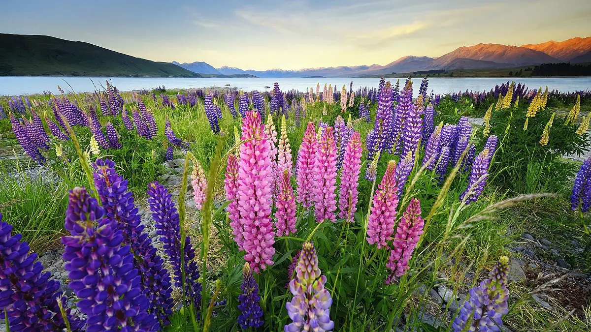 How to grow lupine | Gardening On