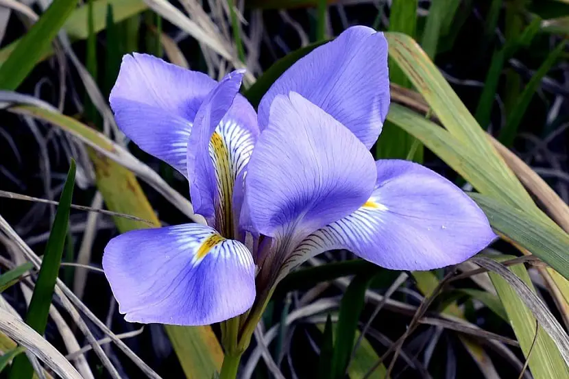 How to grow the Iris flower?