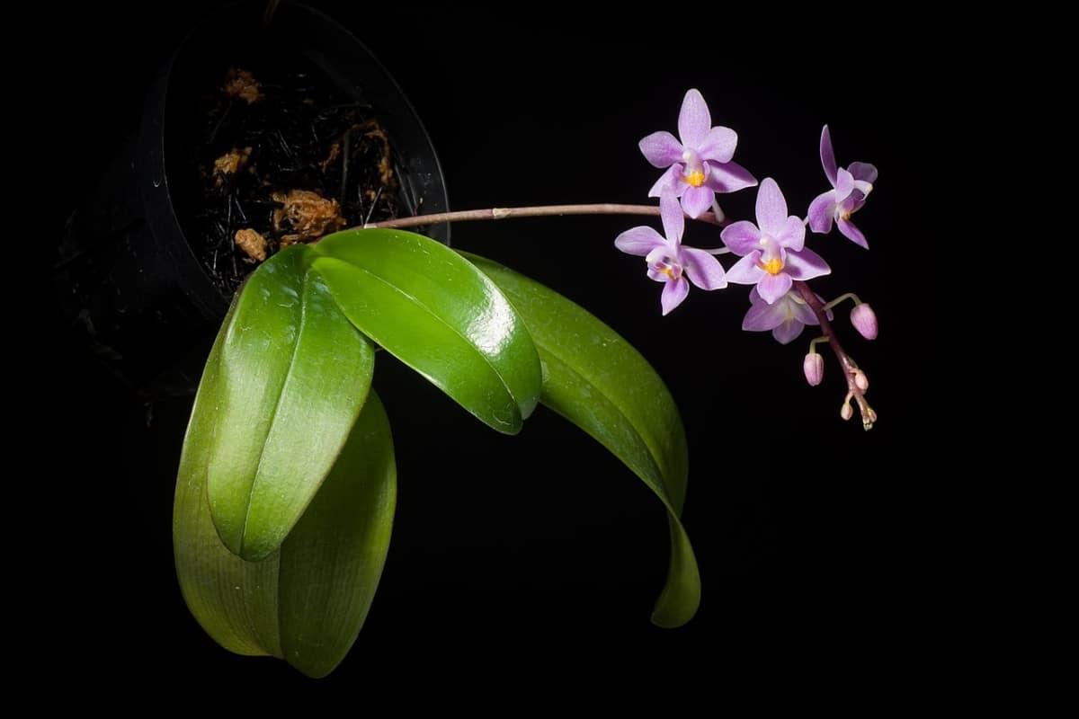 How to hydrate orchid leaves: three ways to do it