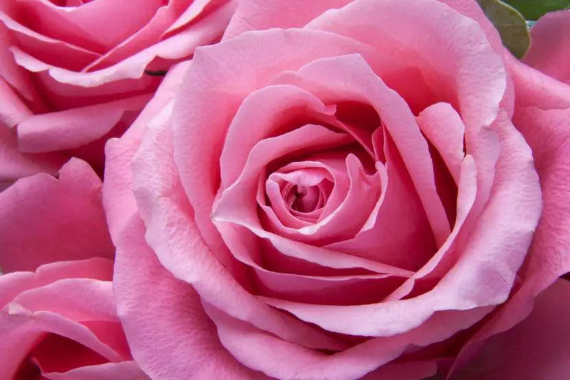 How to keep rose petals fresh