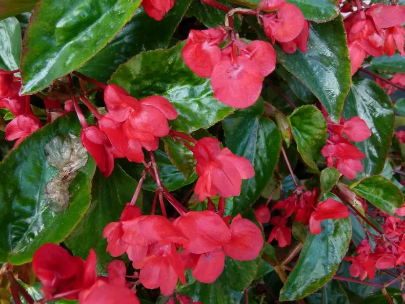 How to keep the Begonia Dragon Wing well cared for?