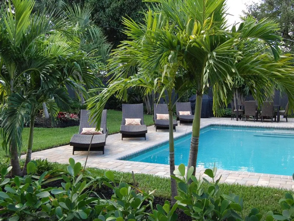 How to make a garden with palm trees