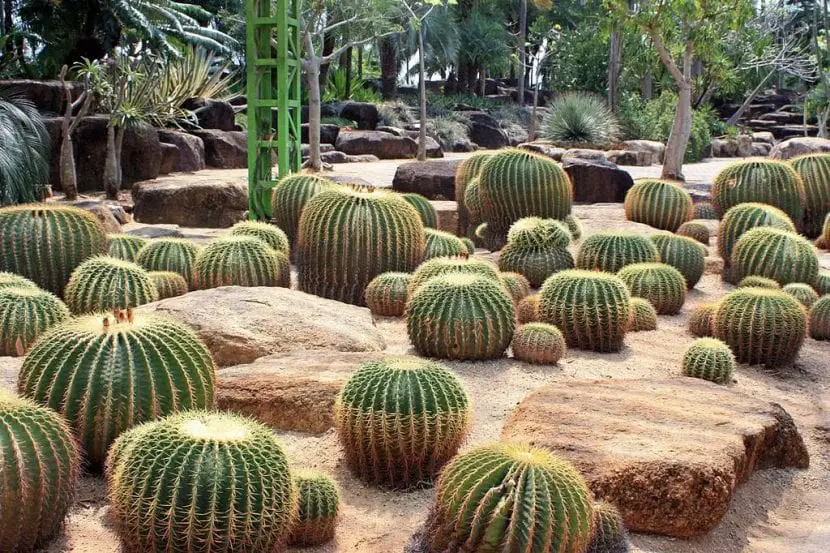 What care does a cactus garden need?