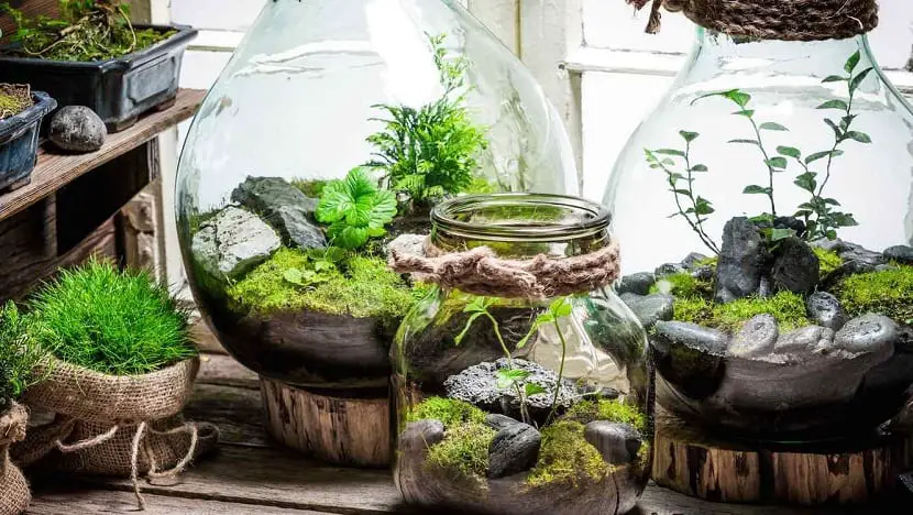 How to make a terrarium and which plants are the most suitable