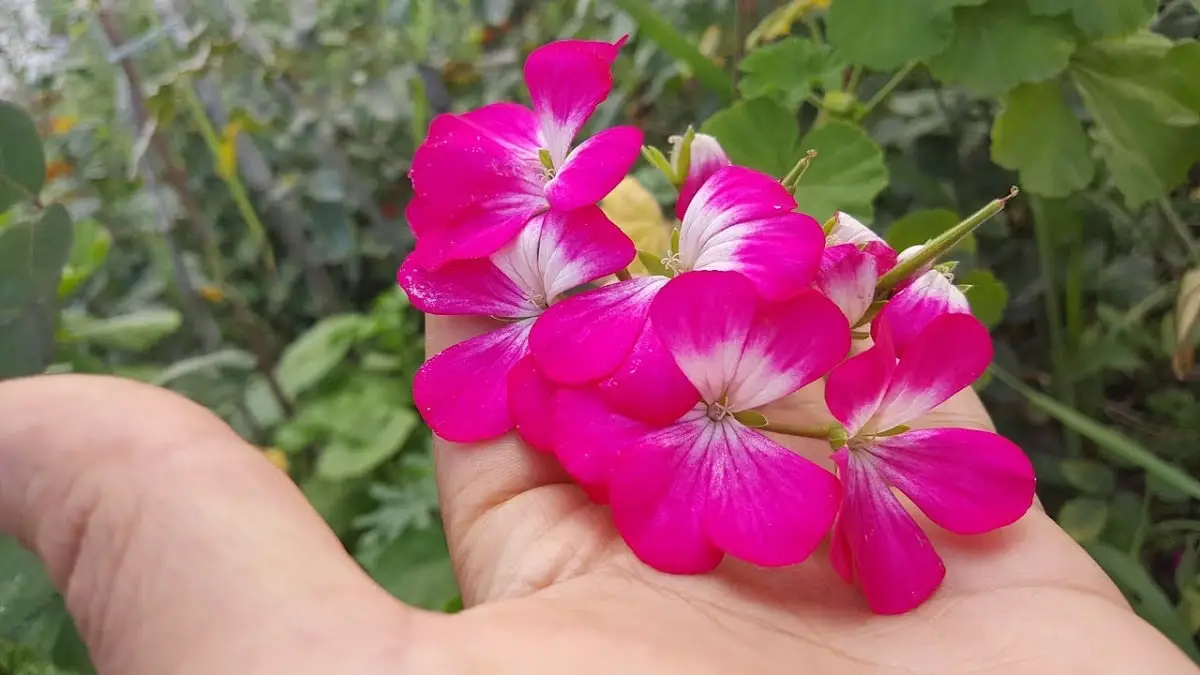 How to plant a geranium: the best tips and tricks