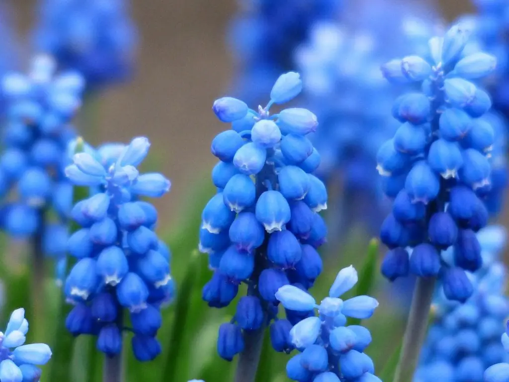 How to plant and care for muscari?