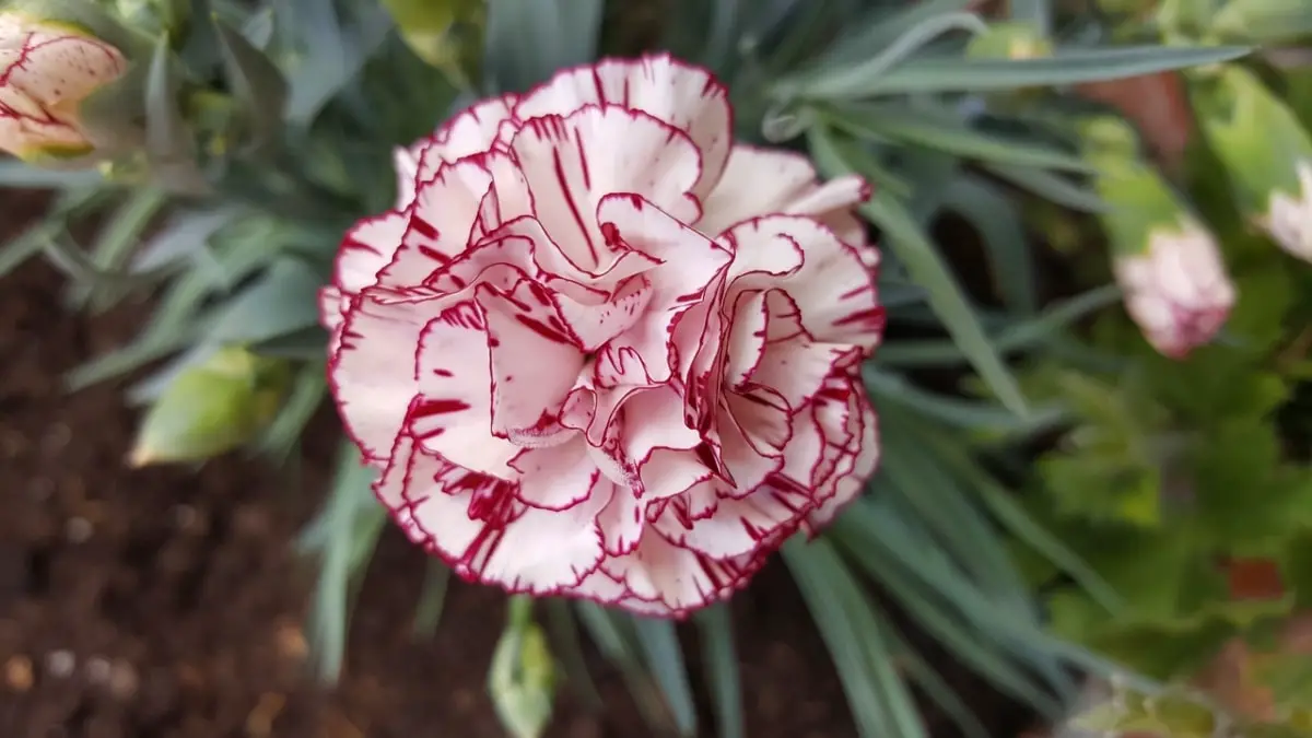 How to plant carnations: potted and in the garden