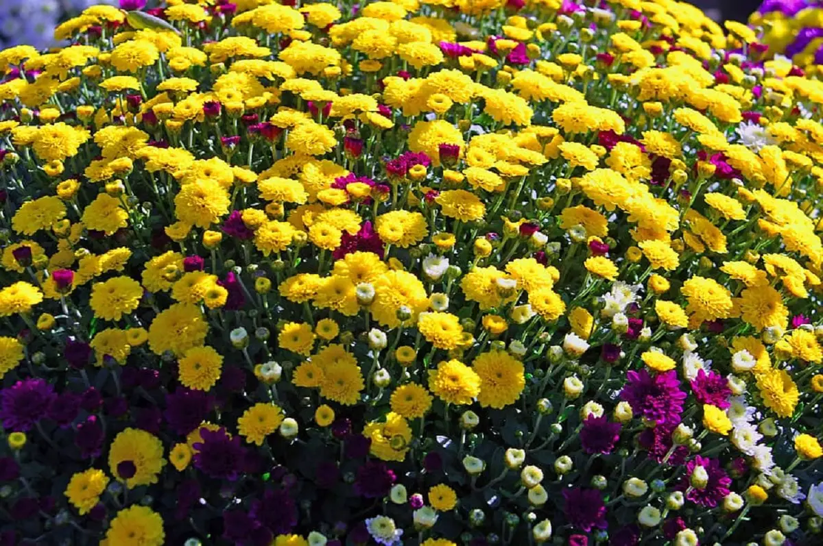 How to plant chrysanthemums | Gardening On