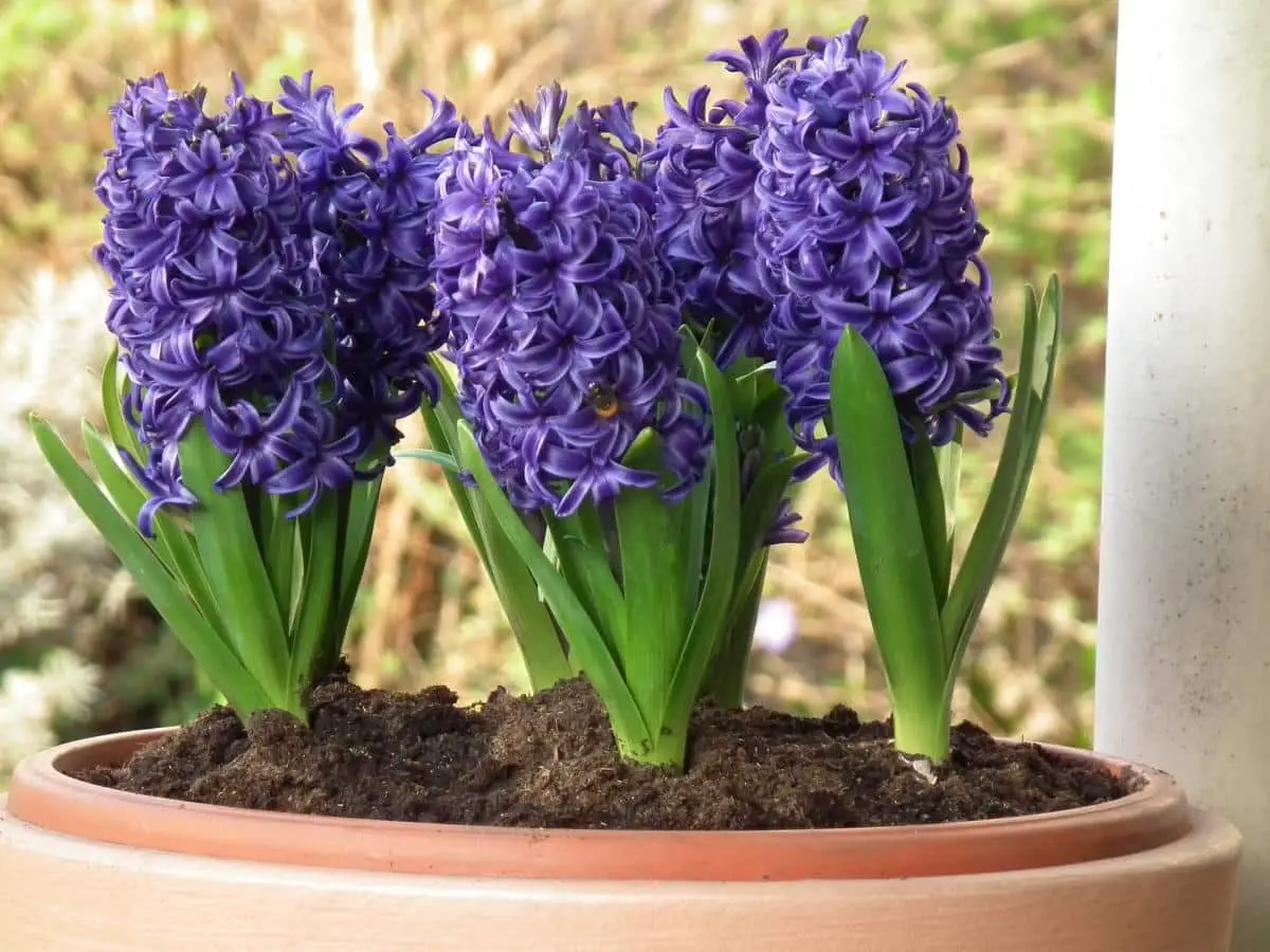 How to plant hyacinths in a pot and how to care for them?