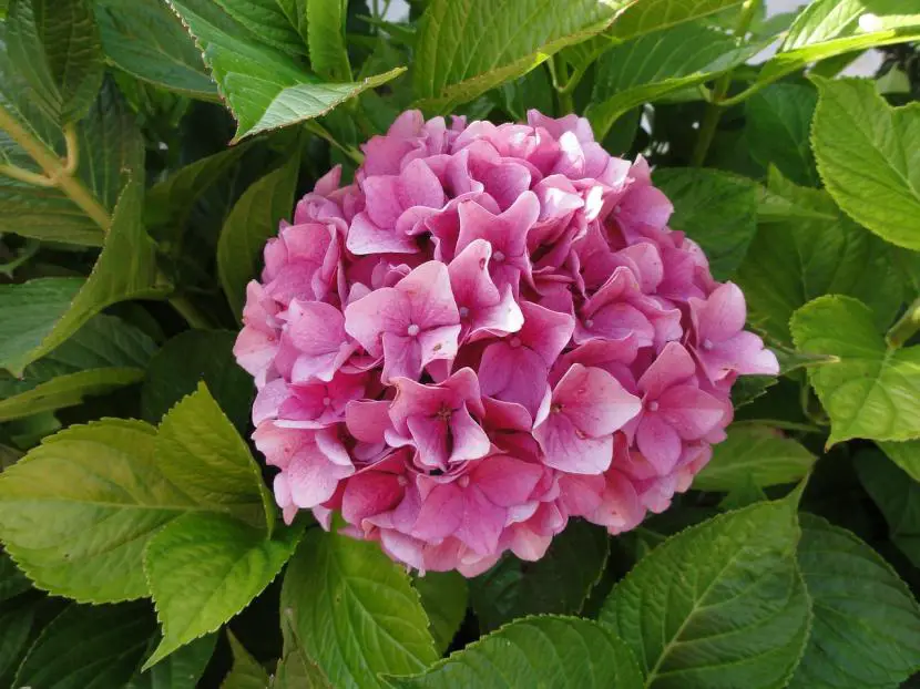 How to plant hydrangea cuttings