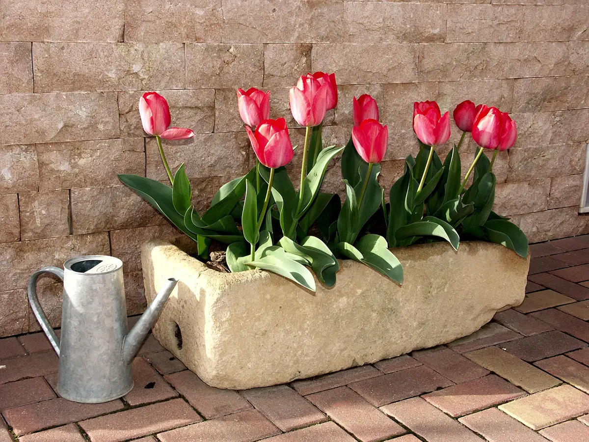 How to plant potted tulips: When and how to do it step by step