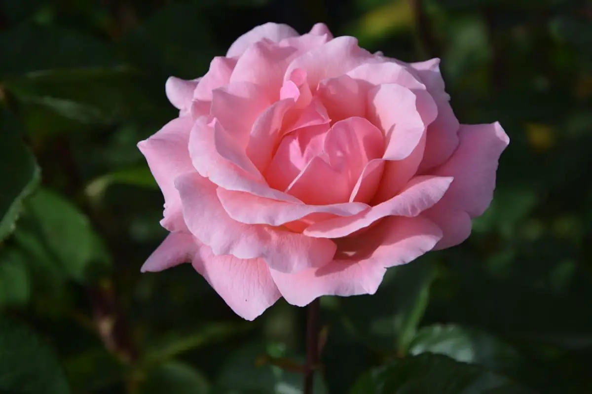 How to plant rose bushes?