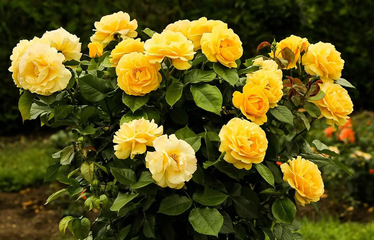 How to plant rose cuttings: Advantages and disadvantages, how they are planted