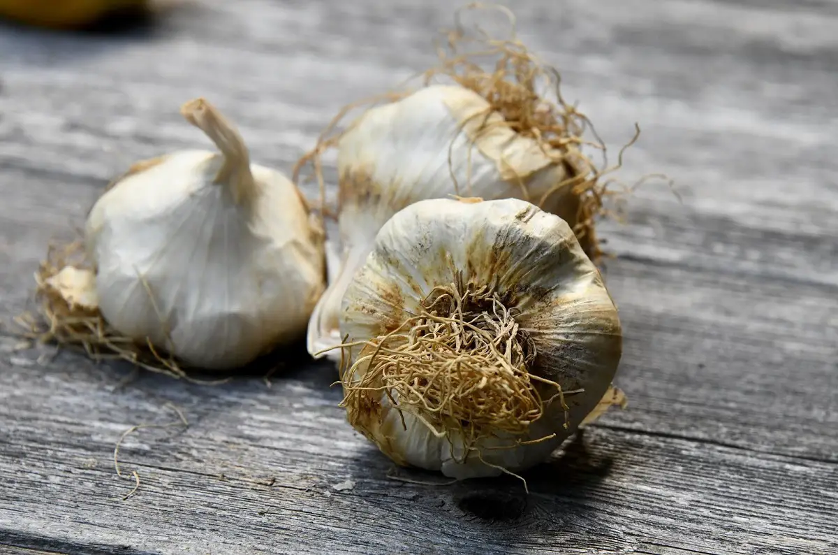 How to plant seedless garlic in a pot: characteristics and tips