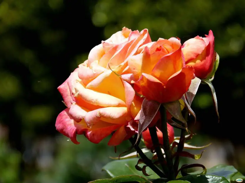 How to prune a rose bush