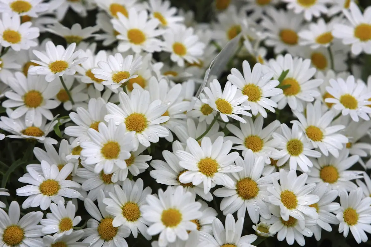 How to prune daisies? | Gardening On