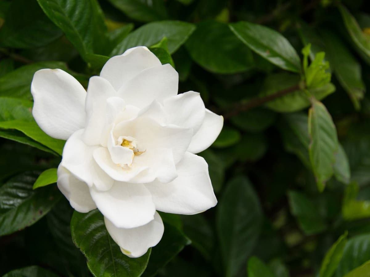 How to prune gardenias? The best tips and tricks