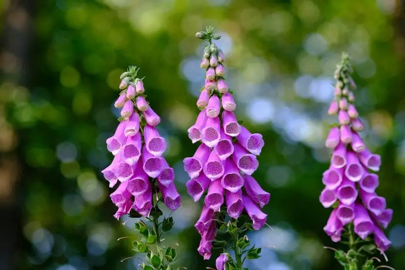 How to take care of Digitalis or Foxgloves? We will tell you;)
