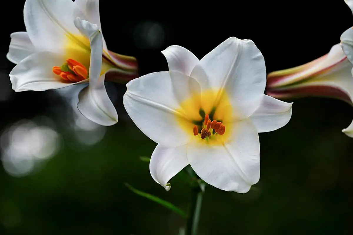 How to take care of a lily: All the basic care of this flower