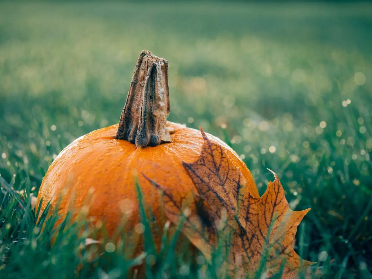 How to transform your garden into a Halloween one