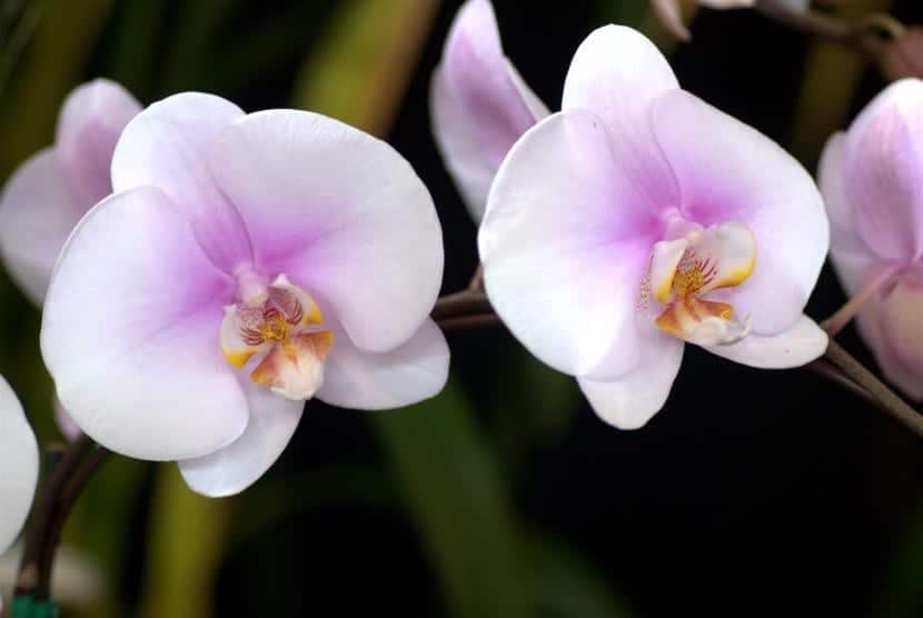 How to transplant an orchid