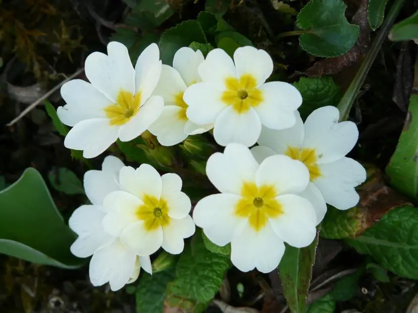 How to transplant and care for Primroses